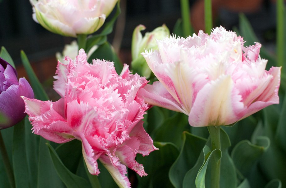 Тюльпан махровый бахромчатый Брест