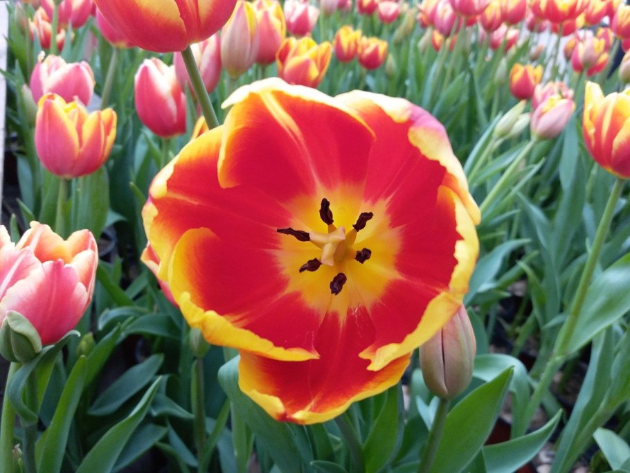 Тюльпан Биг Бразер