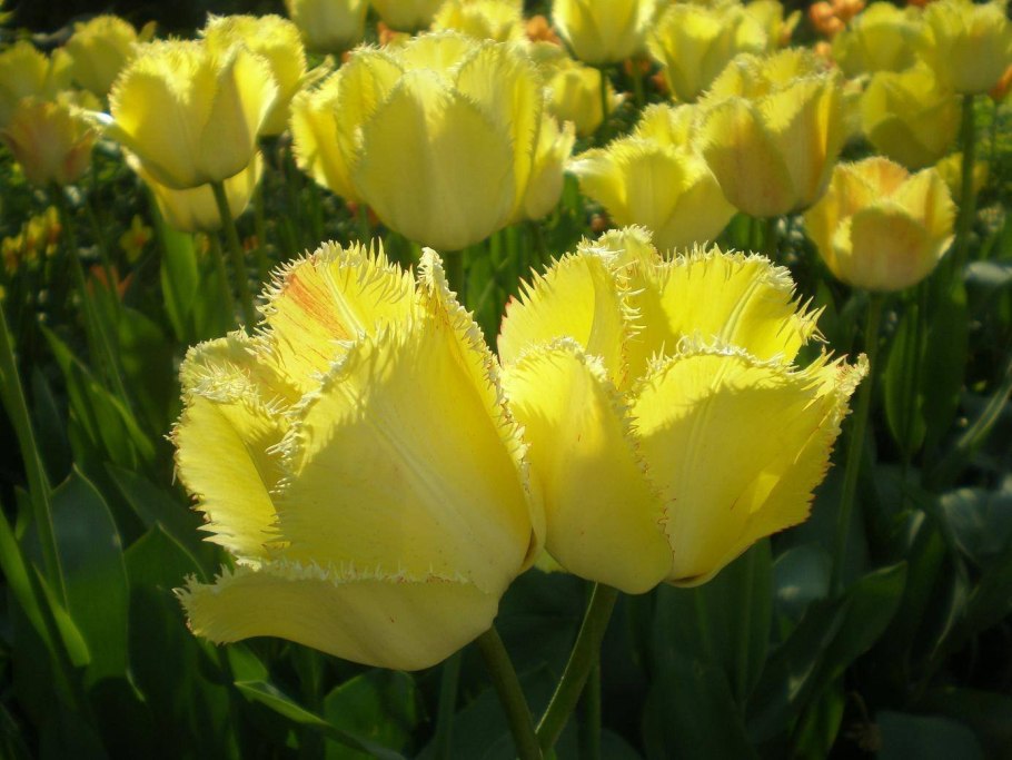 Тюльпан Эстелла Рижнвельд