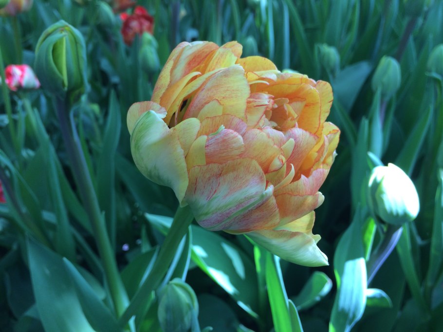 Тюльпан Лион Кинг