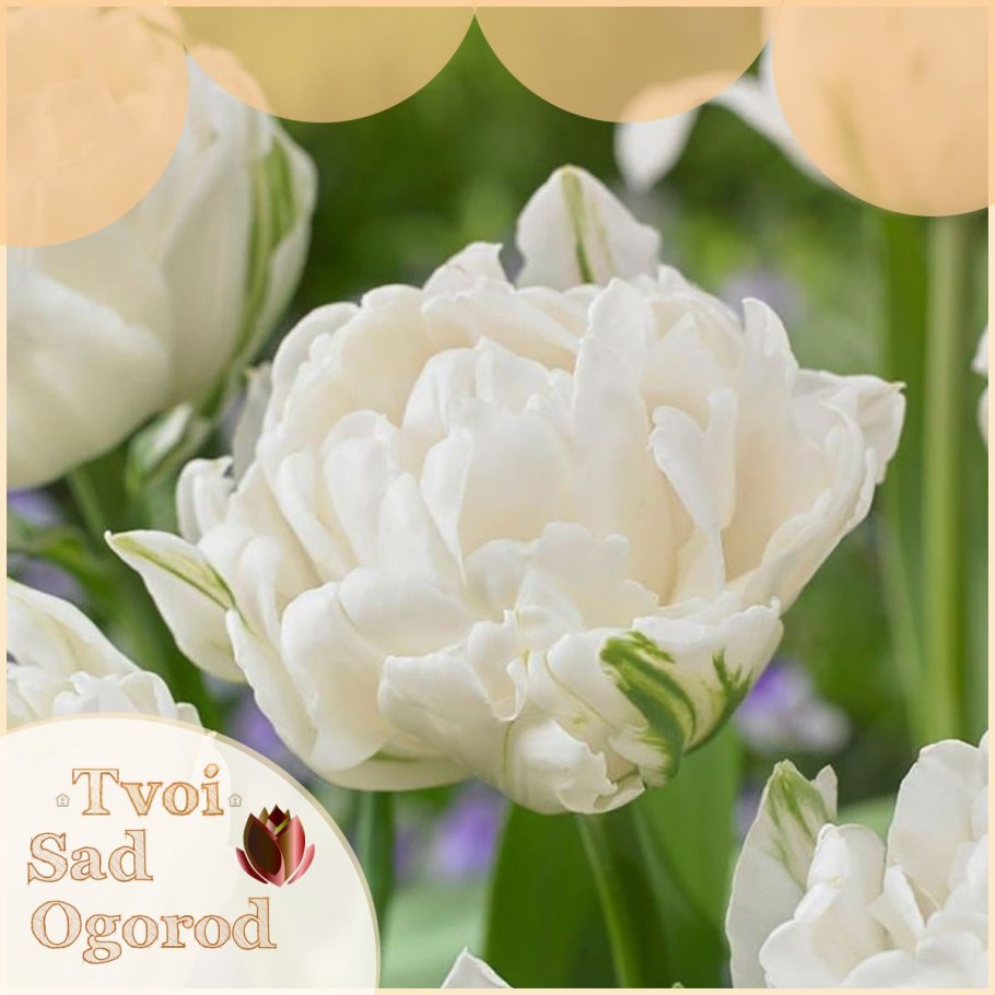 Тюльпан Мэри Джо