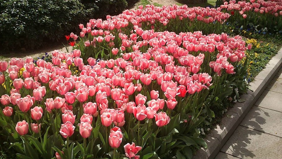 Тюльпан фр Квинсленд