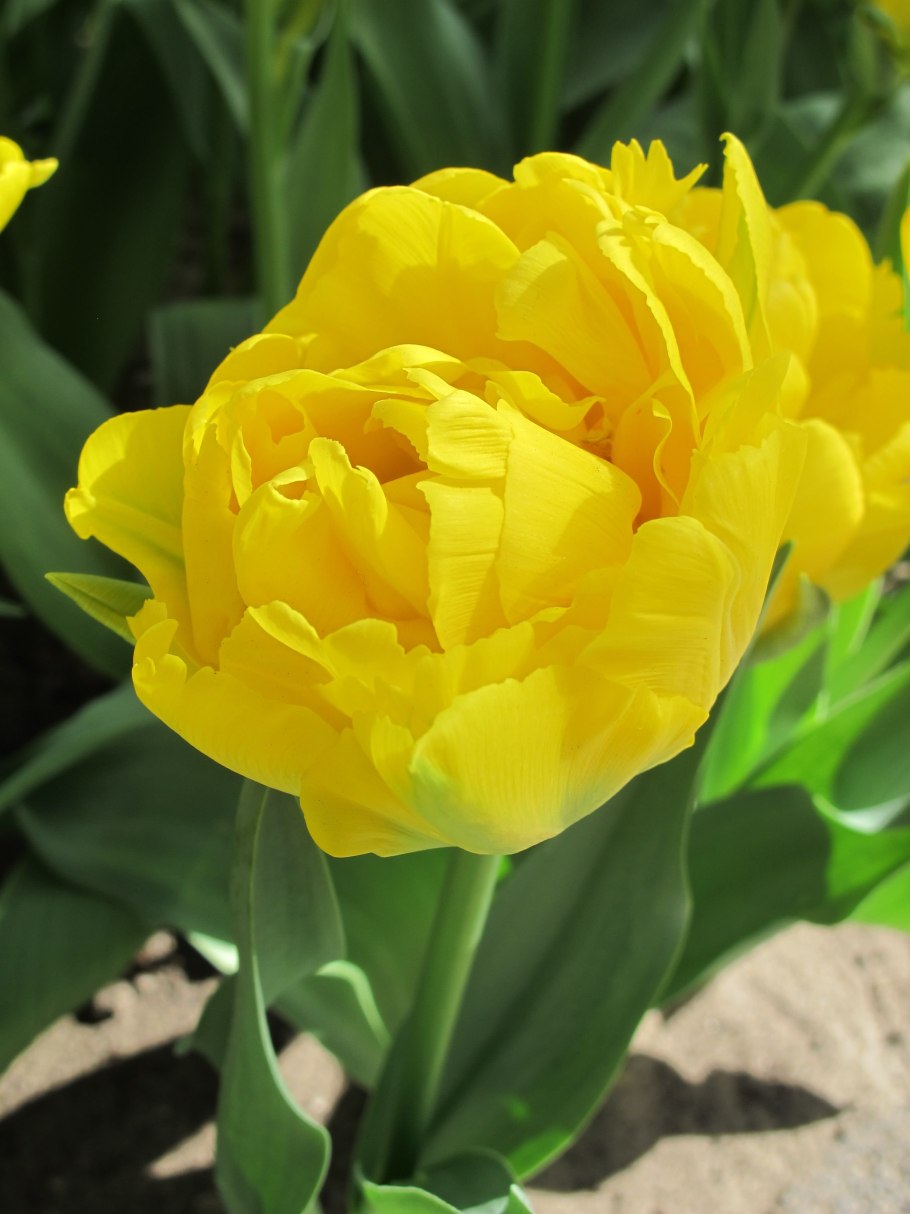 Тюльпан пионовидный Верона