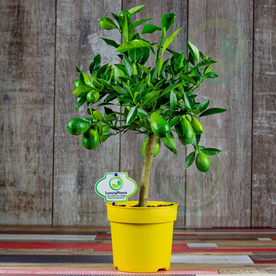 Лимонное дерево в квартире