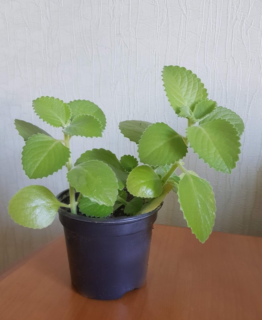 Лимонник комнатное растение