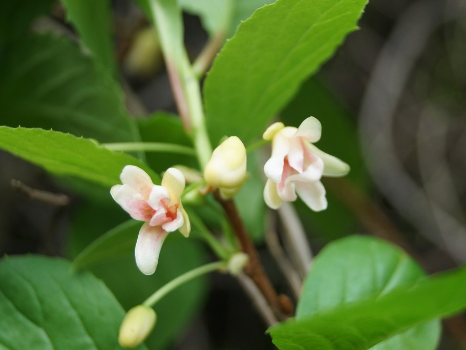 Лимон дерево цветение