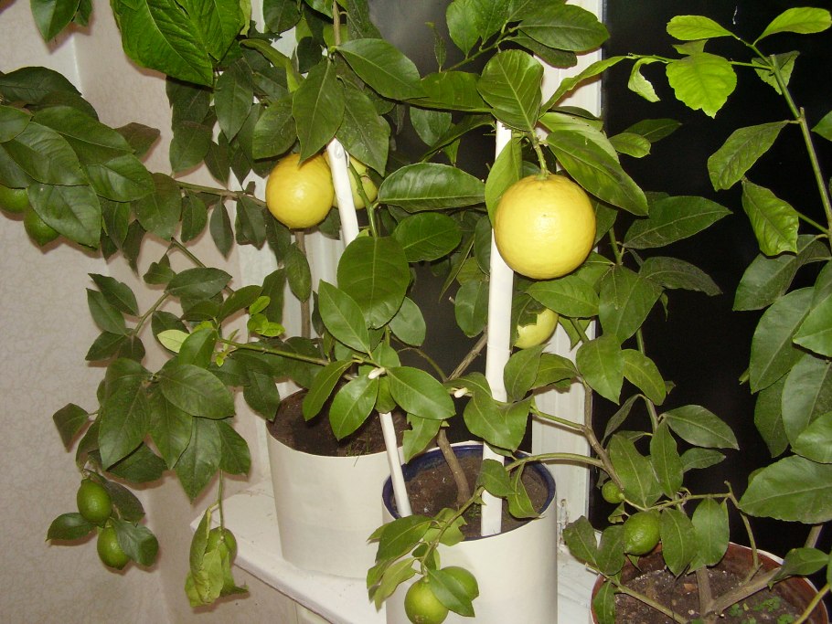 Фикус лимонник