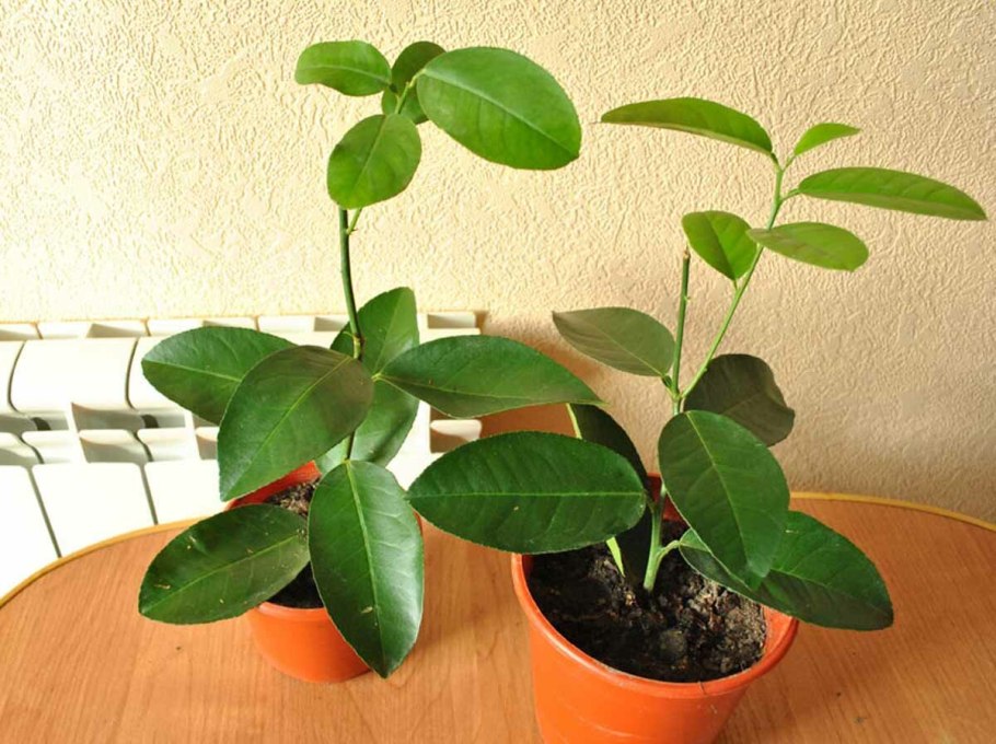 Цветок лимонник домашний