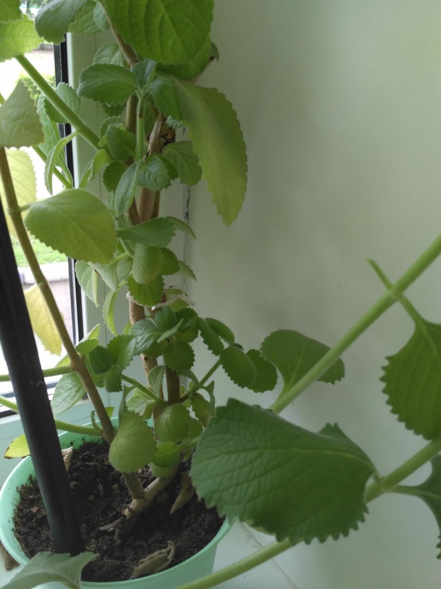 Лимонник домашний