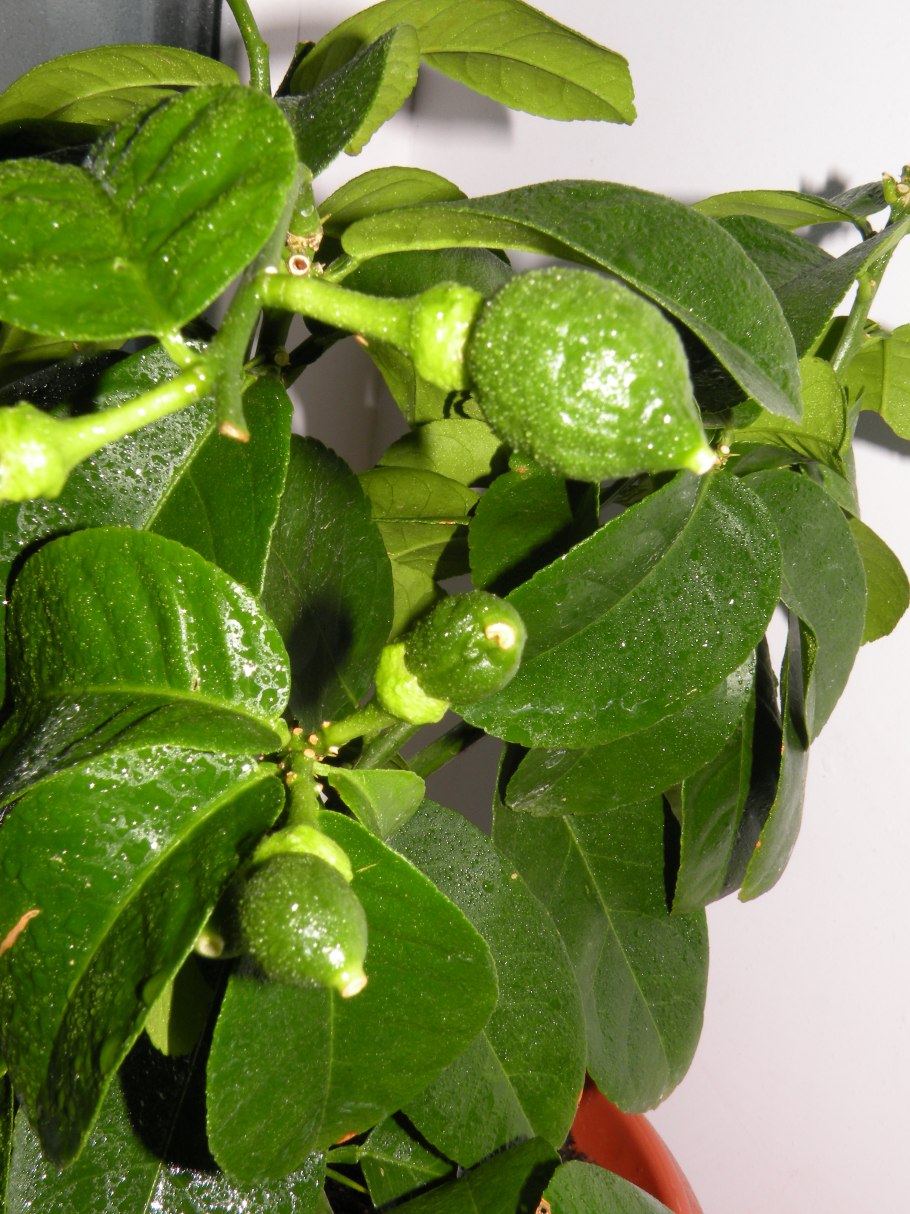 Лимон растение