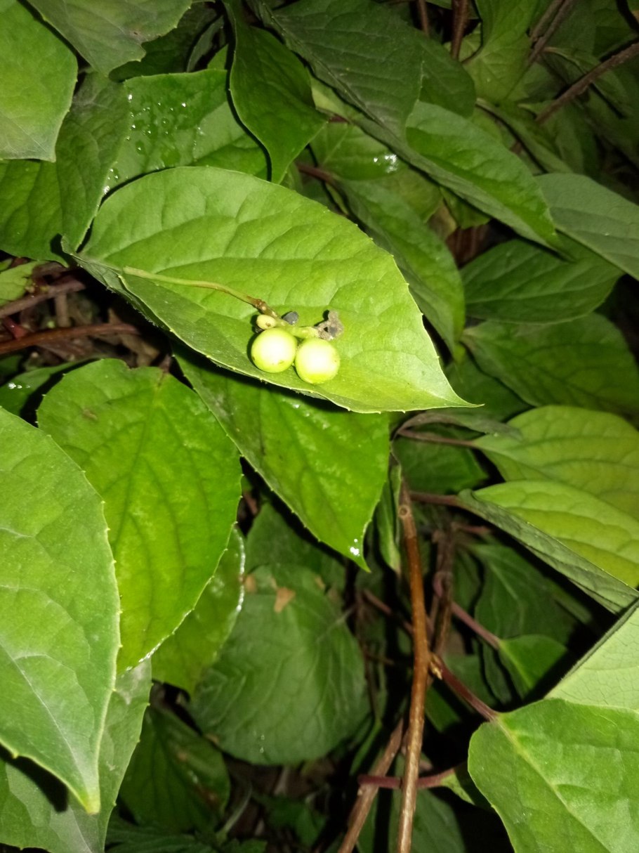 Плектрантус Эртендаля (мята)