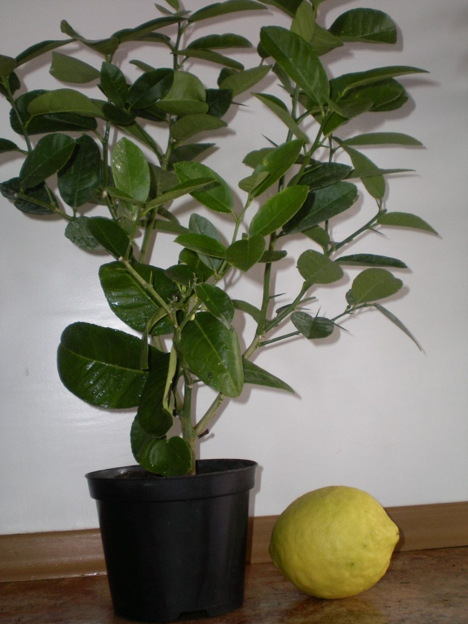 Лимонник комнатное растение