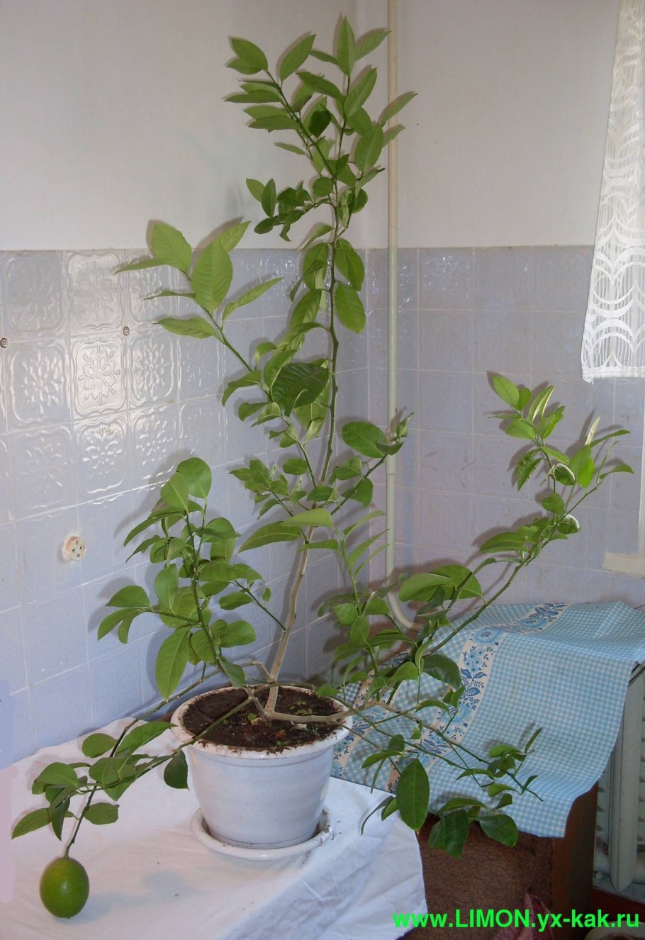 Лимонник комнатное растение