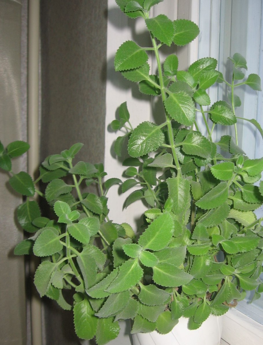 Плектрантус комнатная мята