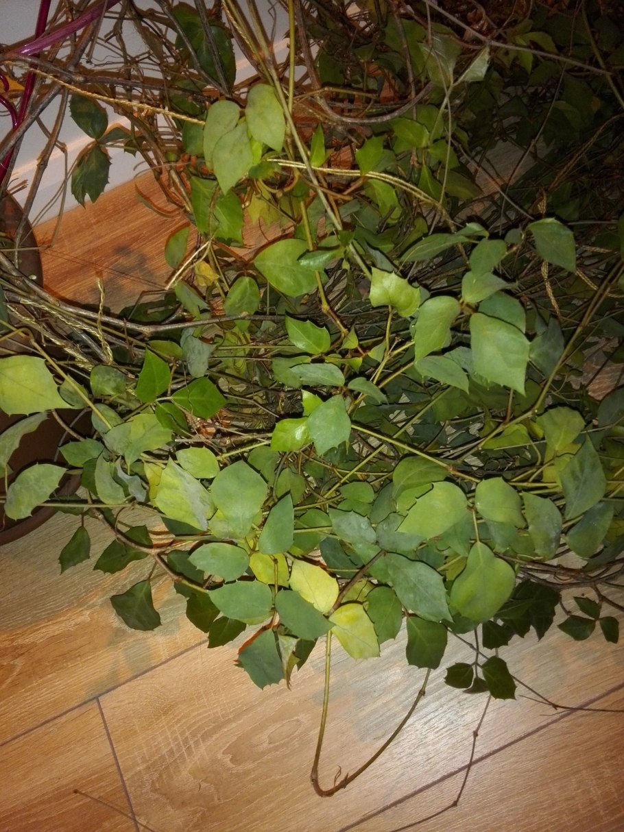 Вечнозеленое дерево лимон