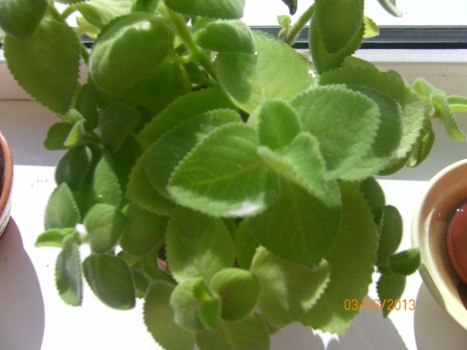 Лимонник домашний