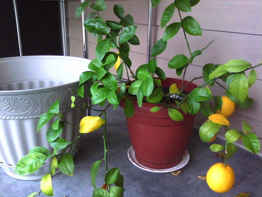 Лимонник домашний фото