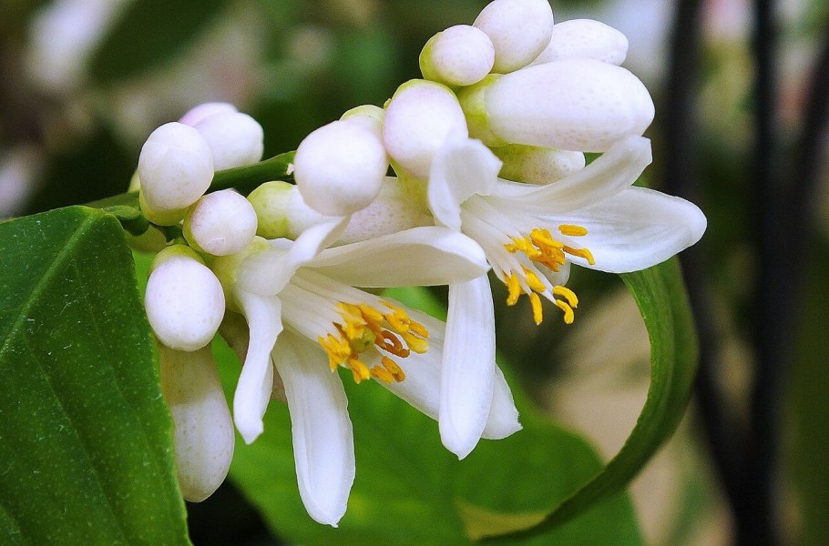 Цитрус (комнатное растение) лимон Лунарио