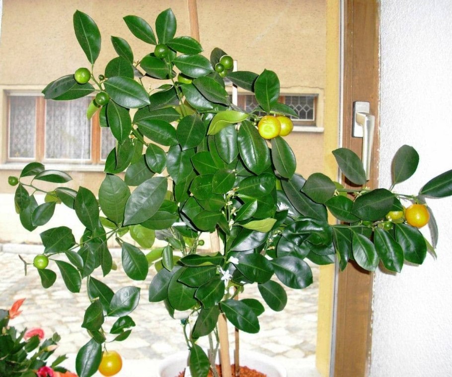 Лимонник комнатное растение