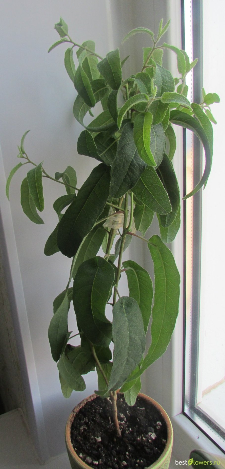 Эвкалипт лимонный флагман