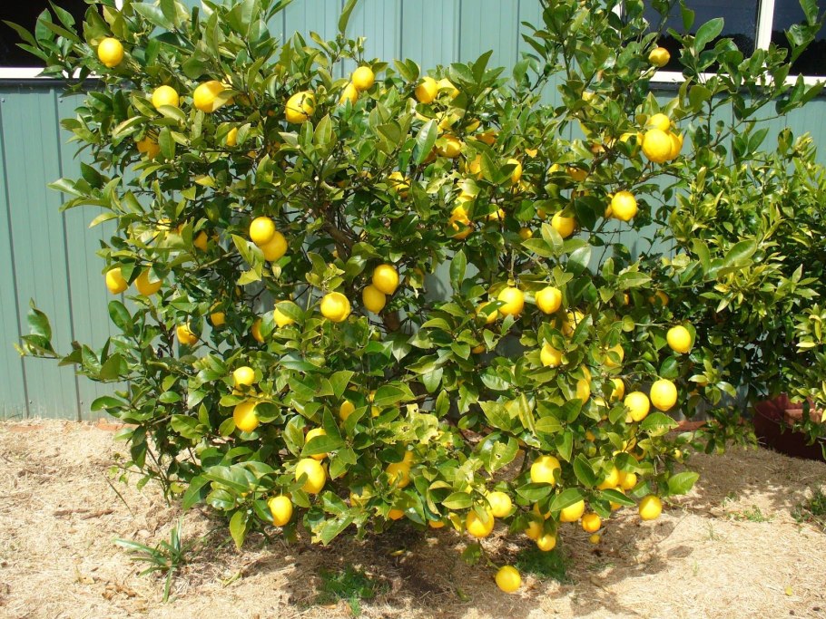 Лимонник лист