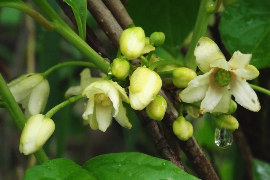 Цветет Павловский лимон