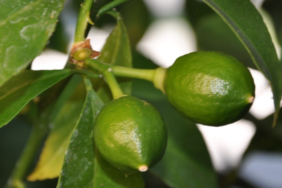 Лимонник комнатное растение