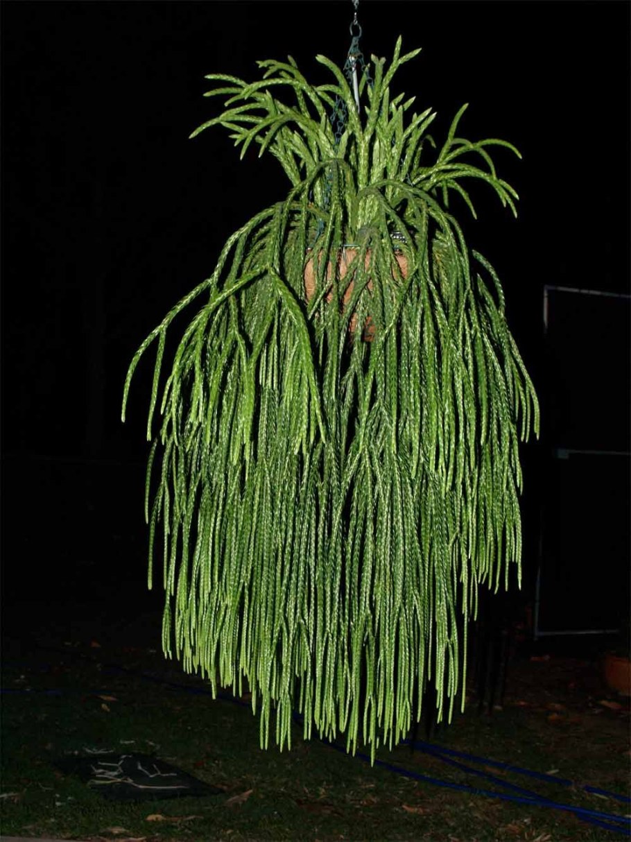 Huperzia nummulariifolia