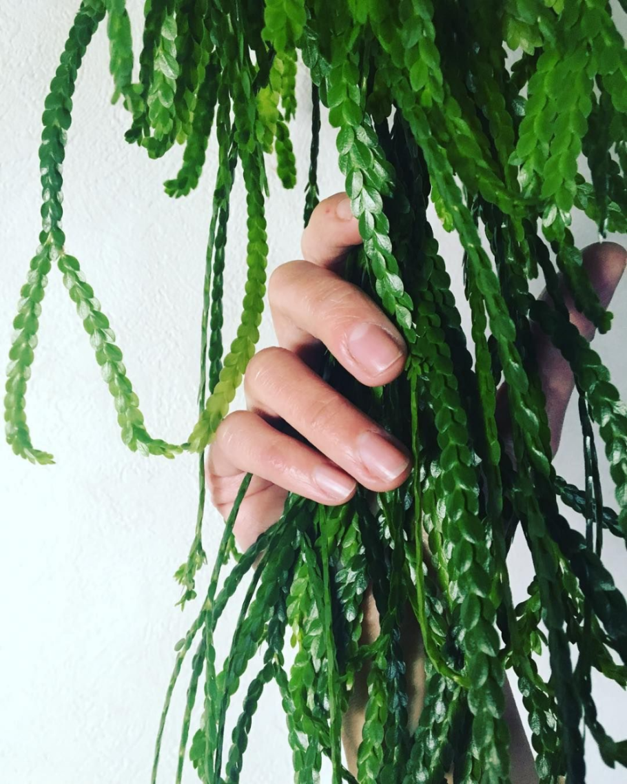 Huperzia nummulariifolia