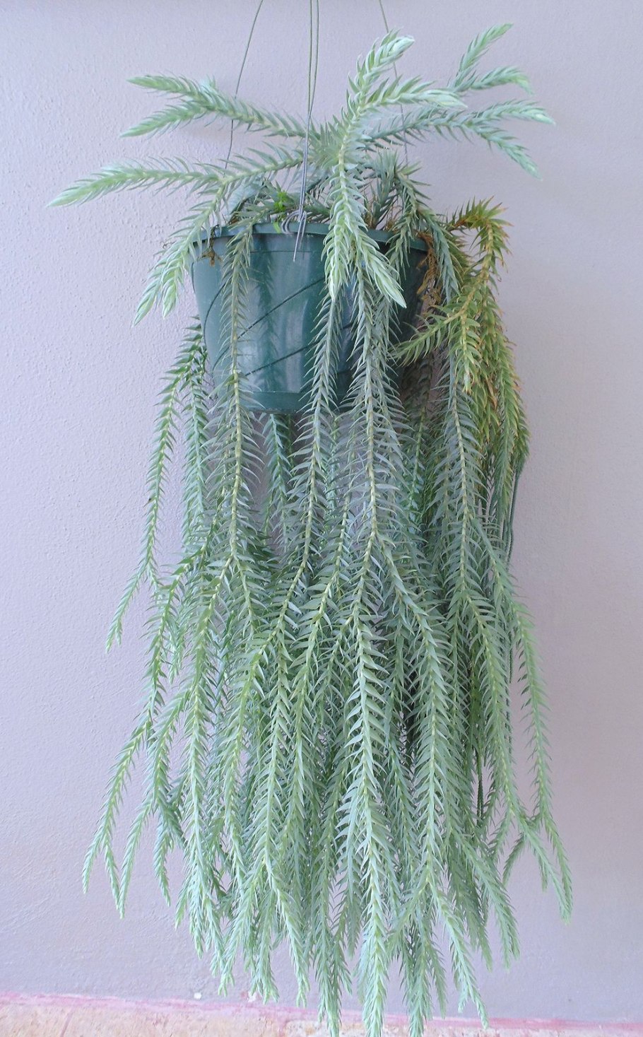 Huperzia nummulariifolia