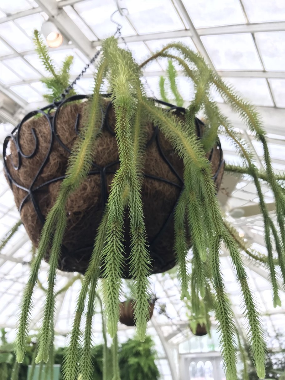 Сансевьера трехполосая