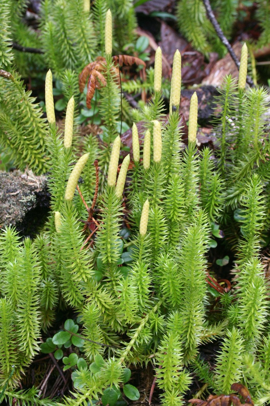 Каланхоэ лекарь