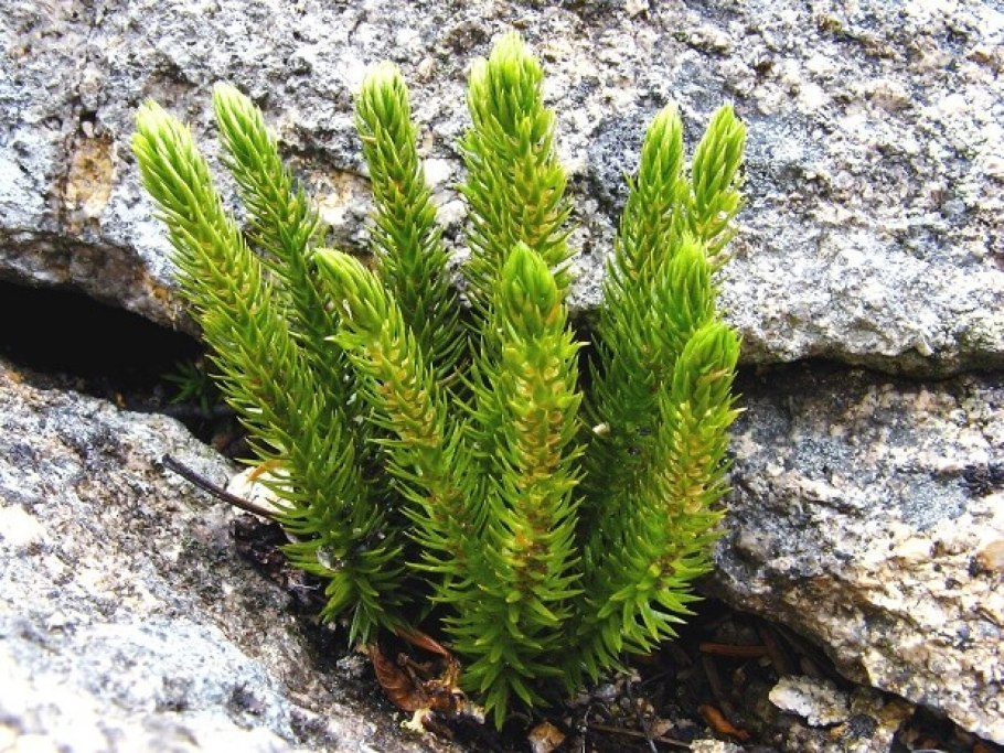 Мария Баранець