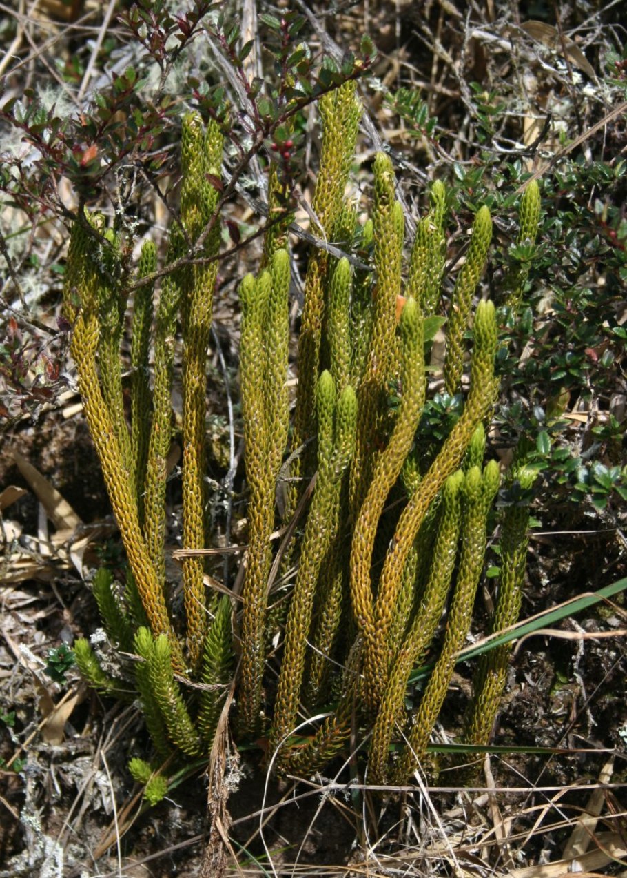 Алоэ древовидное столетник