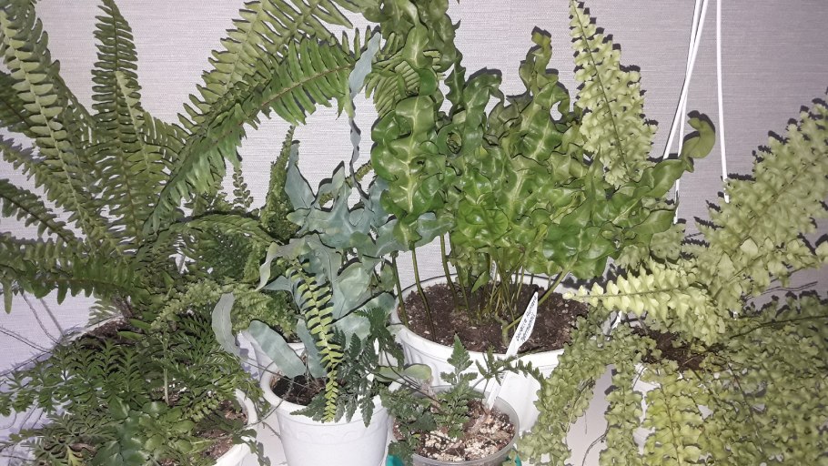 Строманта Сангуна