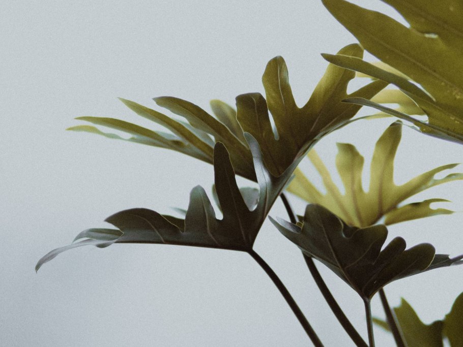 Lycopodium phlegmaria