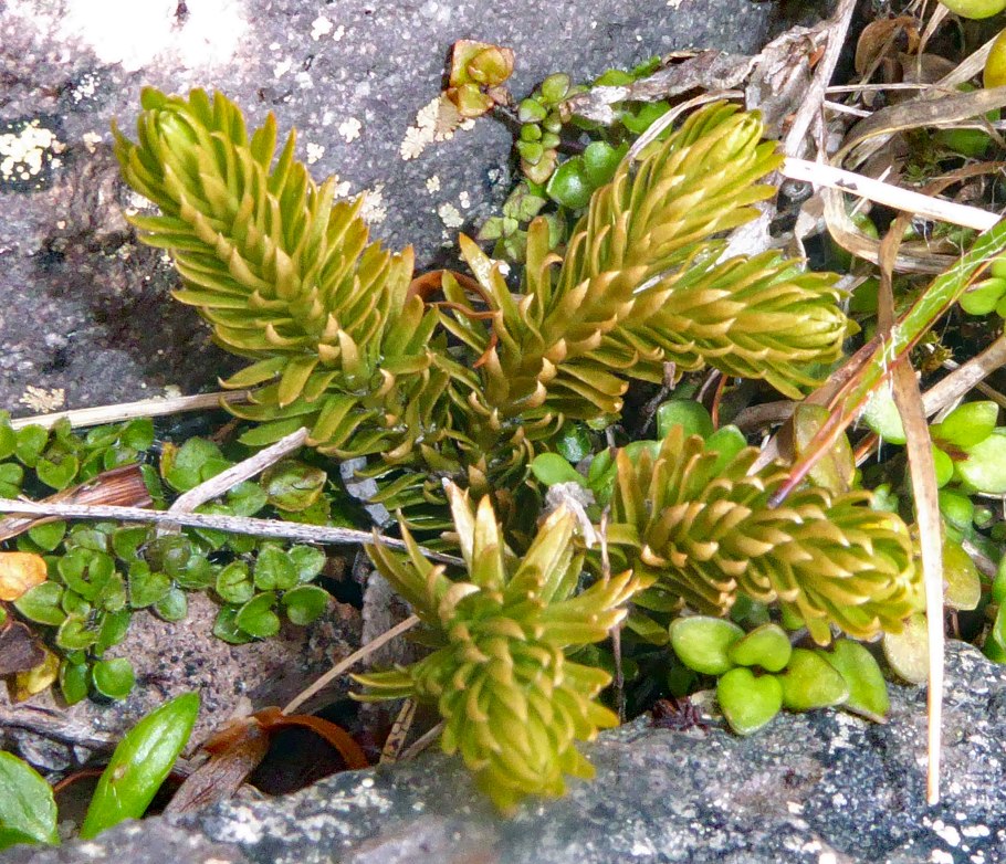 Lycopodium nummularifolium