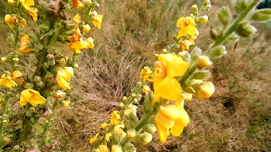 Царство растений