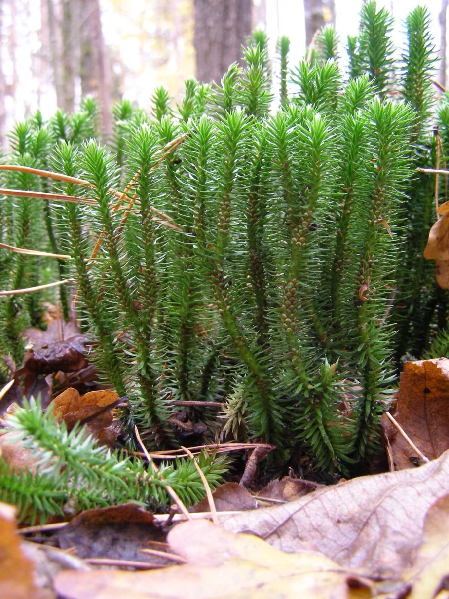 Huperzia комнатное растение