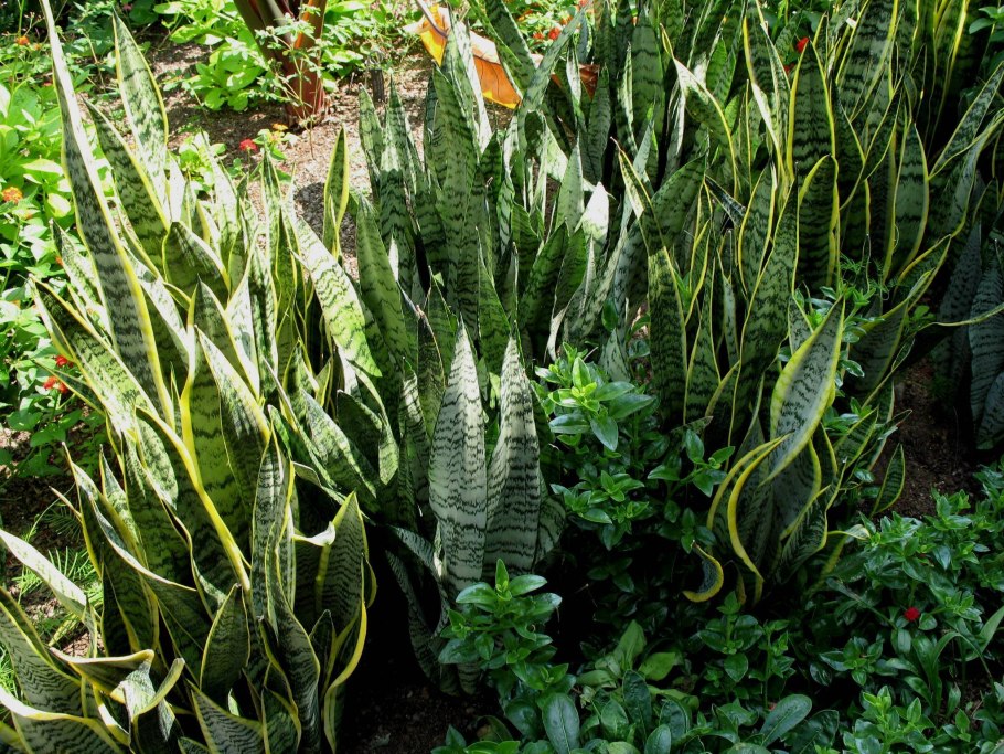 Пилея монетолистная