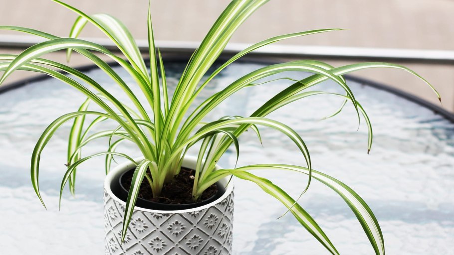 Венерина мухоловка