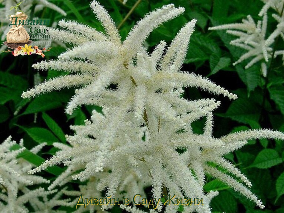 Агава Американа Вариегата