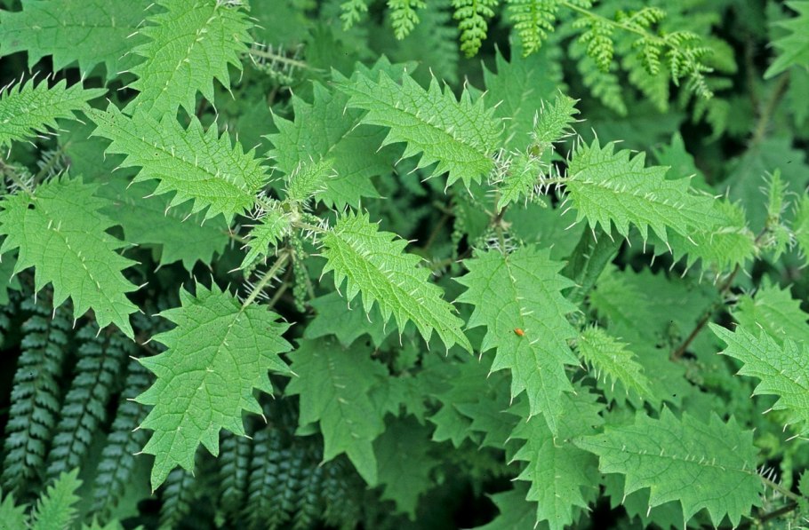 Сумах дубильный (Rhus coriaria