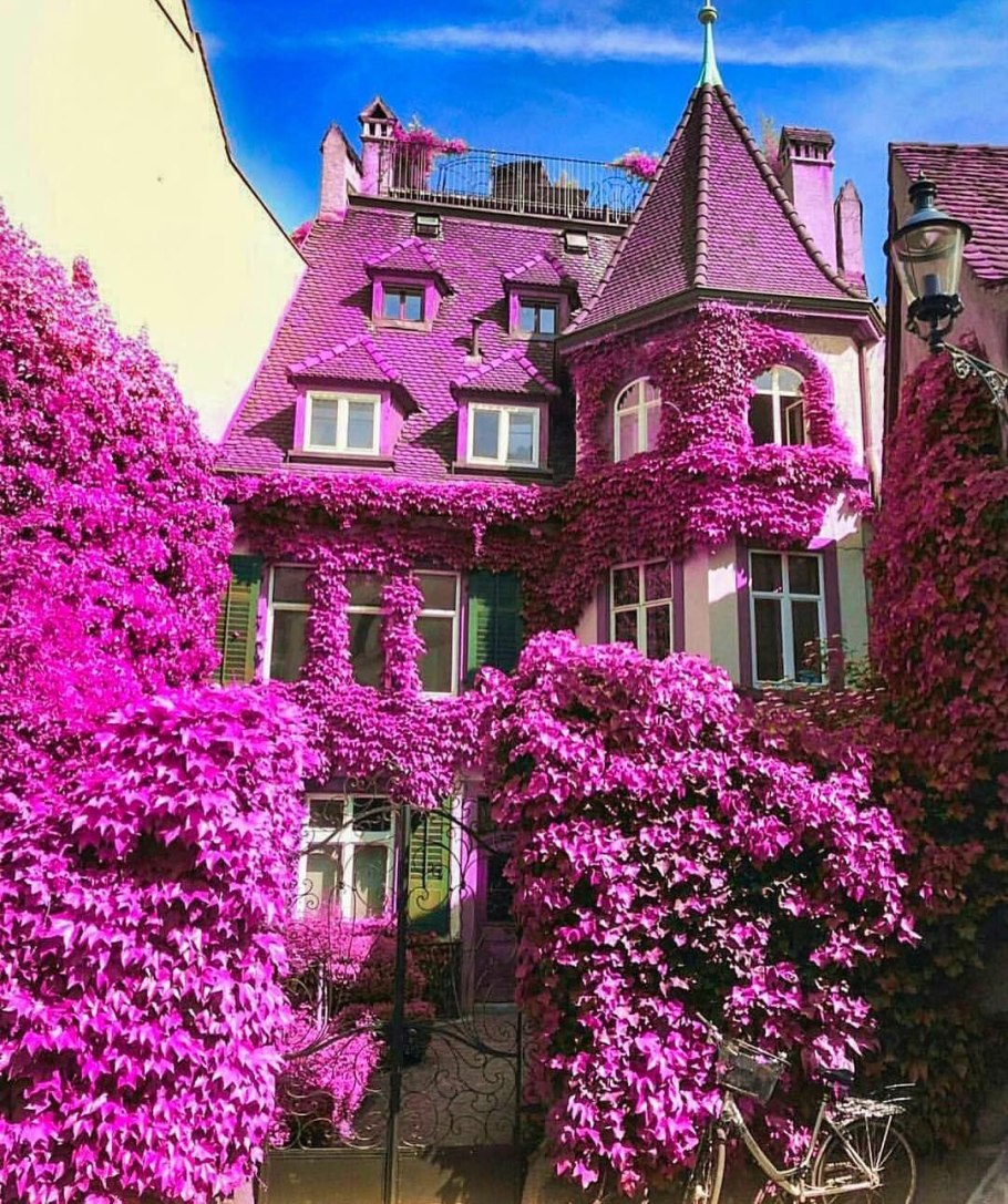 Фиолетовый дом