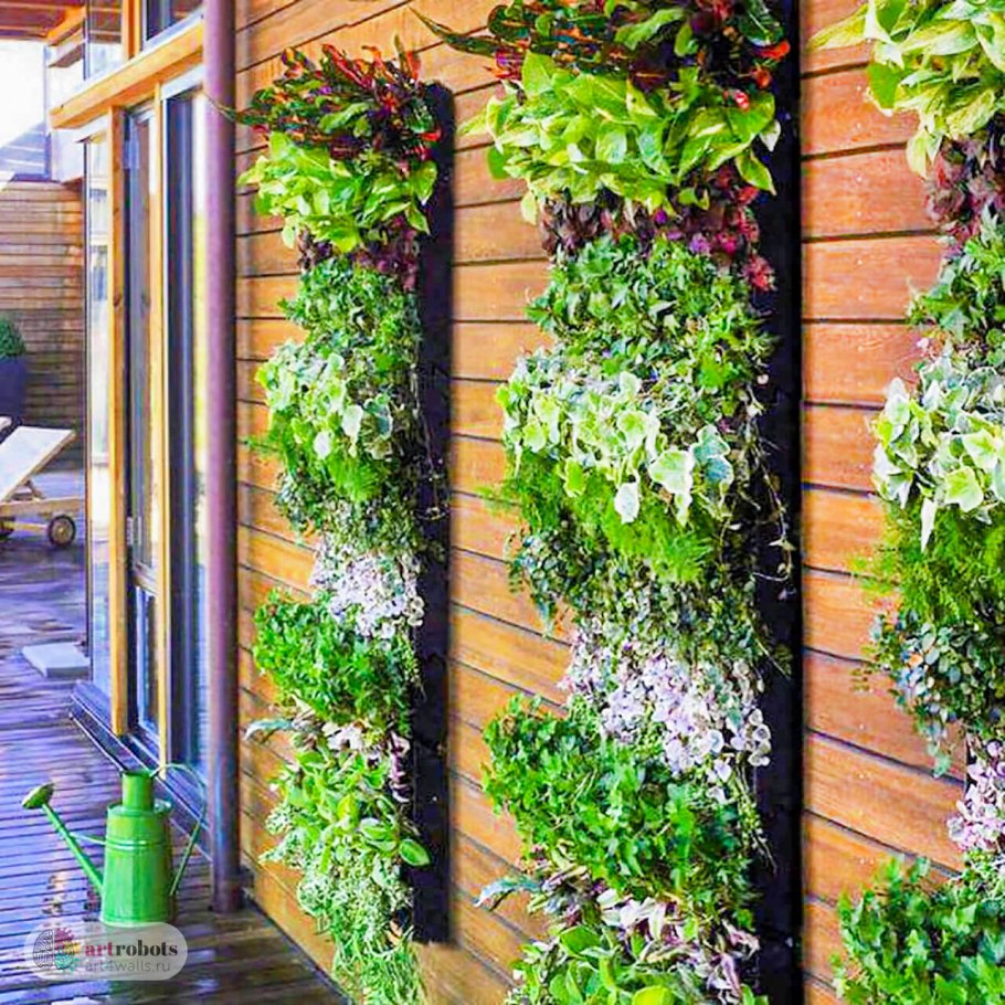 Фитостена плющ