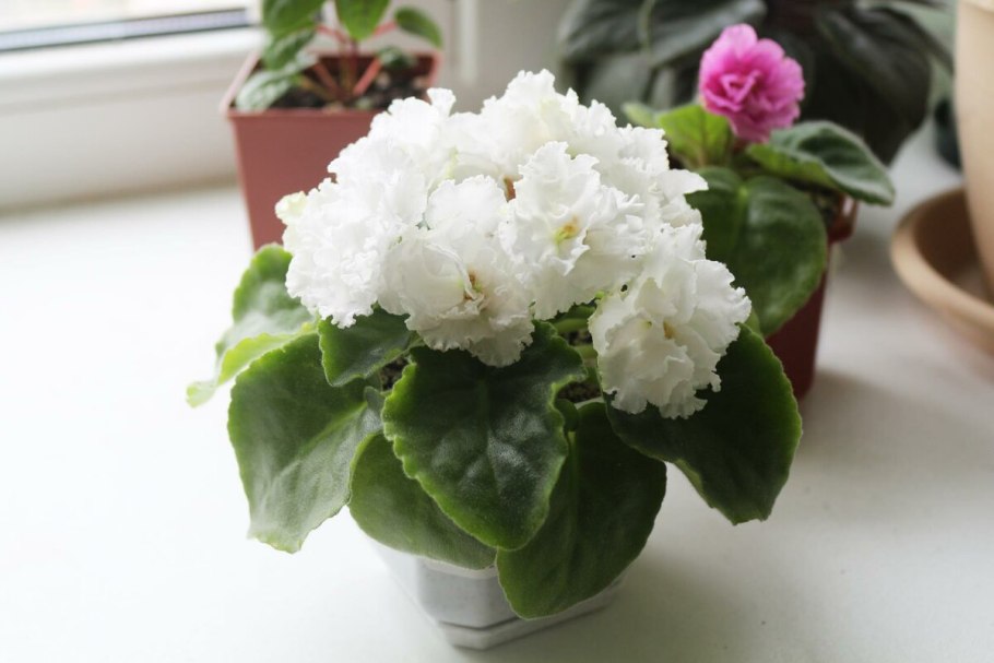 Фиалка белая махровая