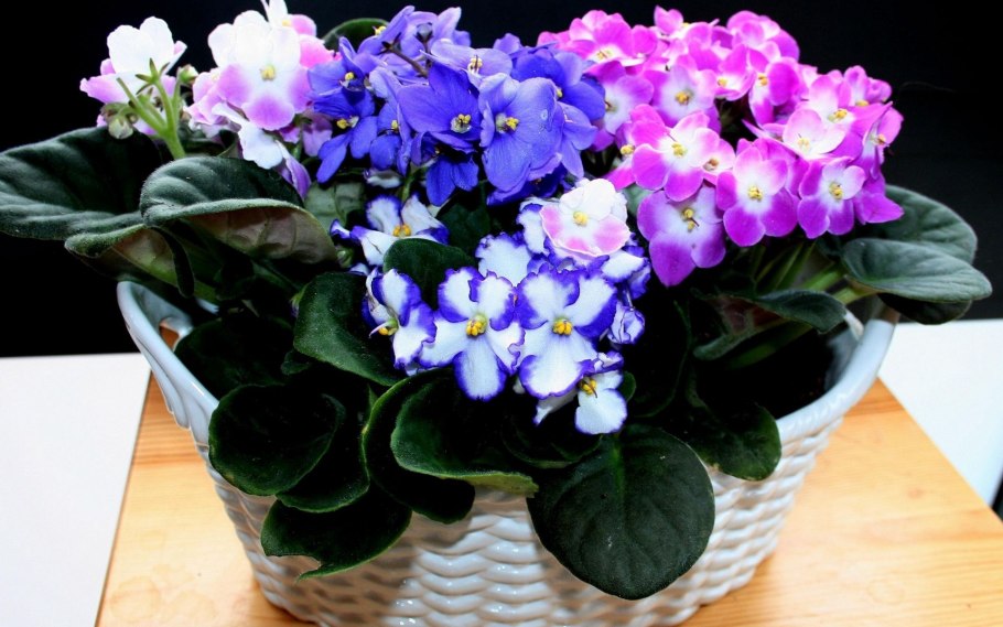 Фиалка прекрасная Арабелла