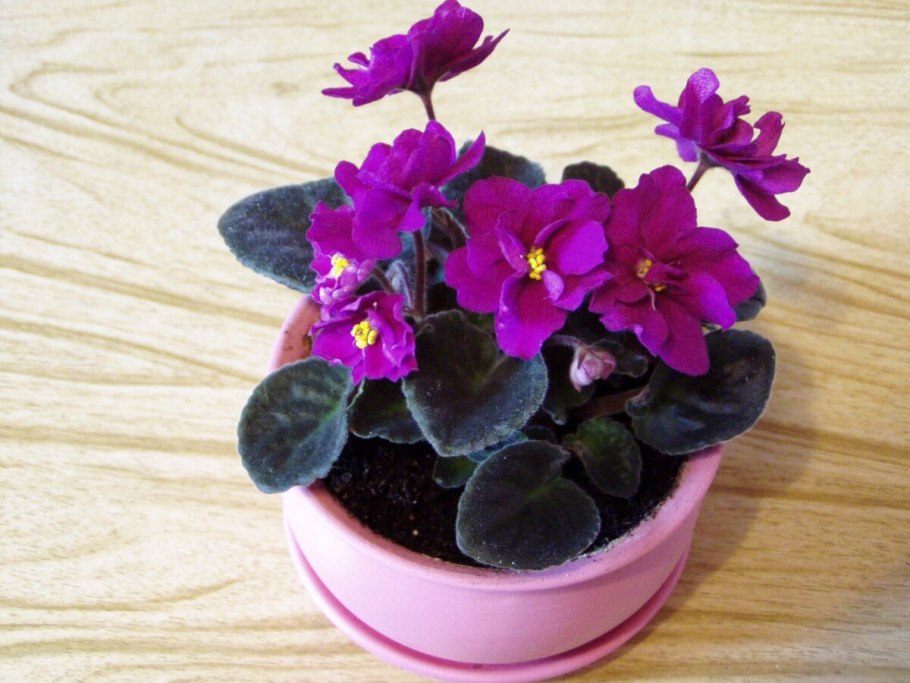 Домашняя фиалка сенполия