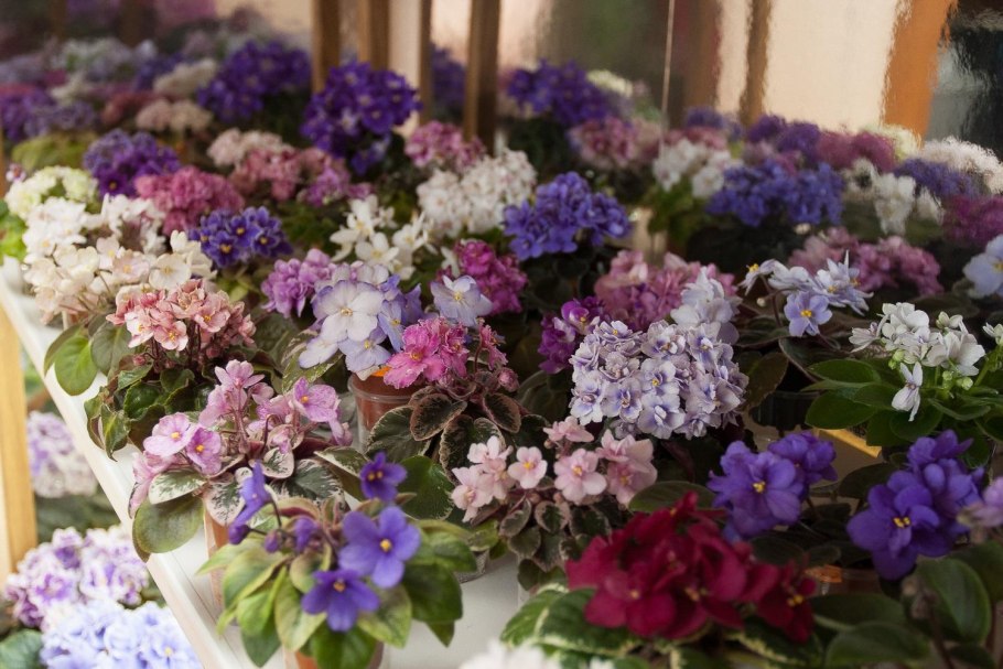 Узамбарская фиалка (сенполия) коллаж