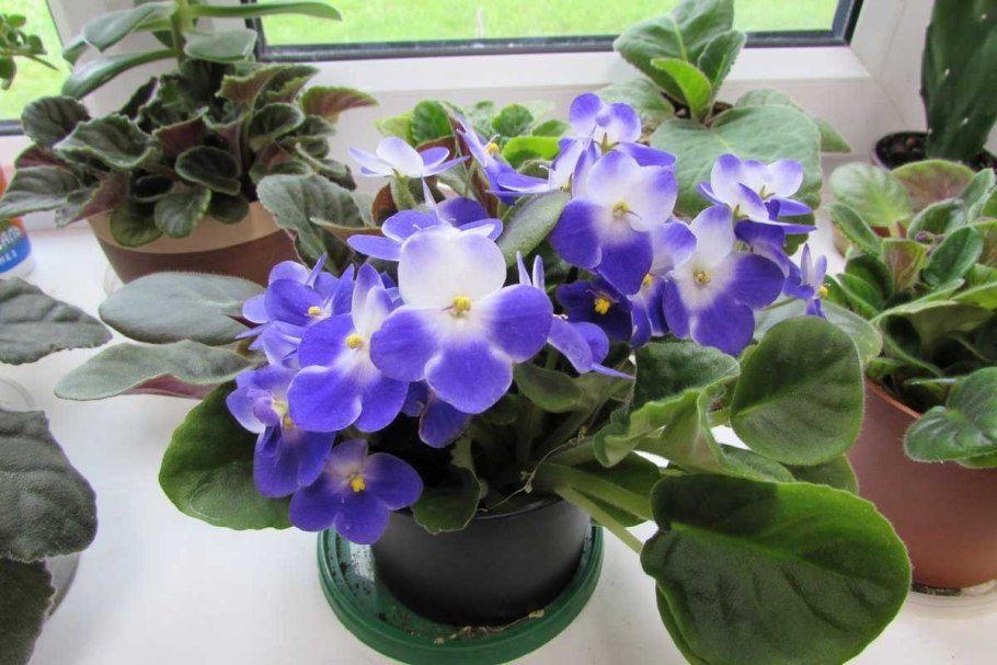 Фиалка мужегон